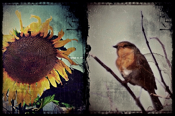 Patricia Strand - Sunflower Bird Diptych
