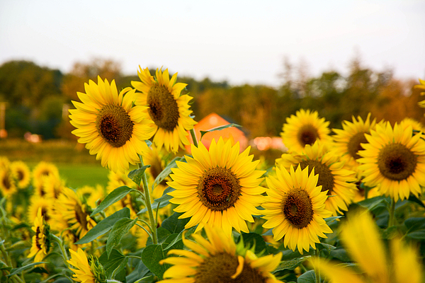 Sunflower Garden Mat