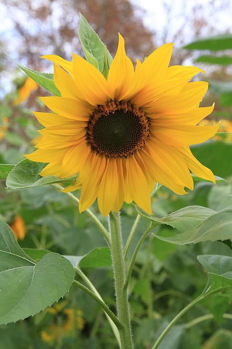 Sunflower Full Bloom Series - Image--sffbxlix by Clover Hill Photos