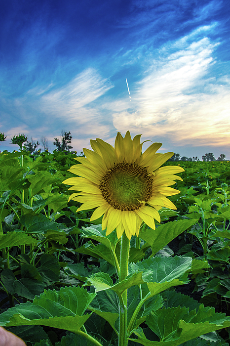 Sunflower hand towels hot sale