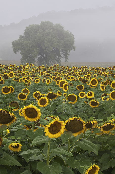 Sunflower Morning Vertical Photograph
