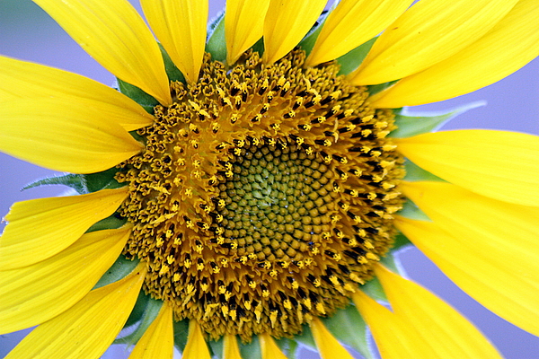 Sheila Brown - Sunflower on Blue
