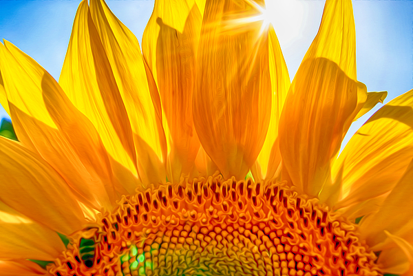 Sunflower Mixed Media