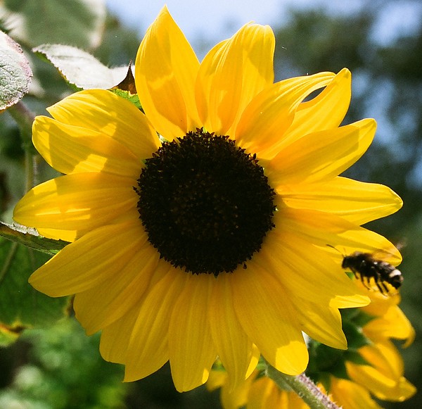 Sunflower With Bee Photograph