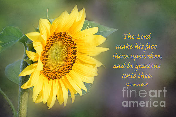 Sunflower with Bible Verse Greeting Card for Sale by Deborah Berry