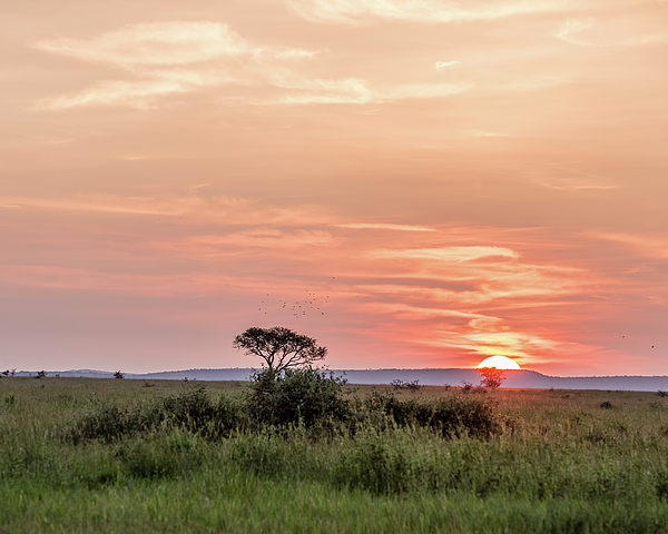 Morris Finkelstein - Sunset Over Serengeti
