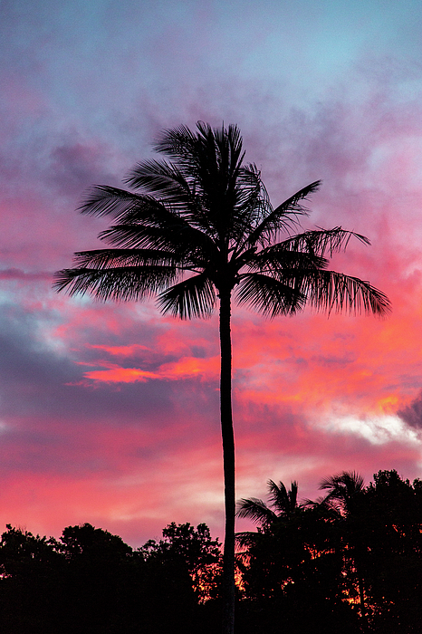 Mercedes Noriega - Sunset Palm