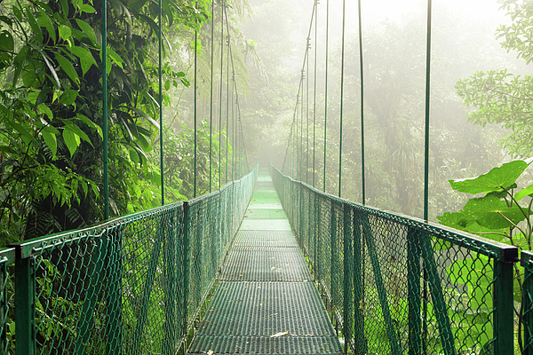 Juhani Viitanen - Suspension bridge in rainforest