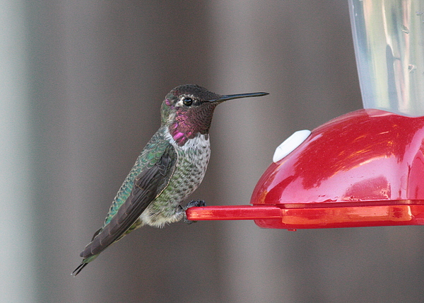 Sweet Hummingbird Face Portable Battery Charger For Sale By Carol