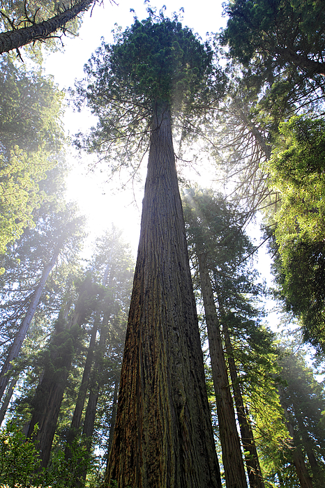 Pierre Leclerc Photography - Tall Trees of Redwood National Park