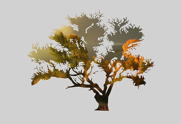 The Autumn Tree Photograph