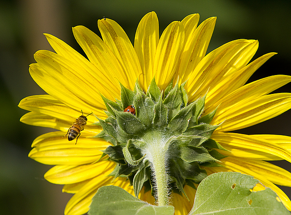The Bee Lady Bug And Sunflower Photograph