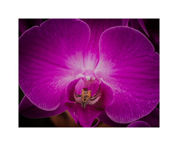 Orchid Photographs