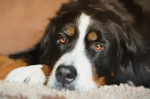 The Eyes of a Bernese Mountain Dog Painting iPhone 15 Plus Case