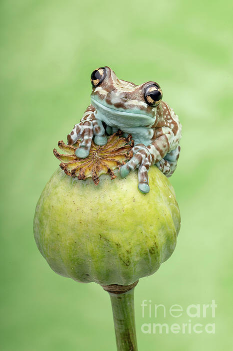 The Milk Frog Sitting on a Poppy Pod Bath Towel by Linda D Lester - Pixels