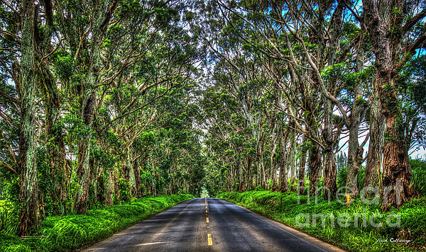 Reid Callaway - Kauai HI The Tree Tunnel South Shore Eucalyptus Tree Landscape Art