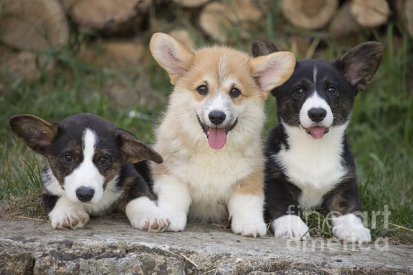 Corgi hotsell duvet cover