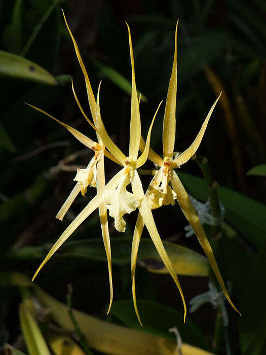 Mary Deal - Three Golden Spider Orchids