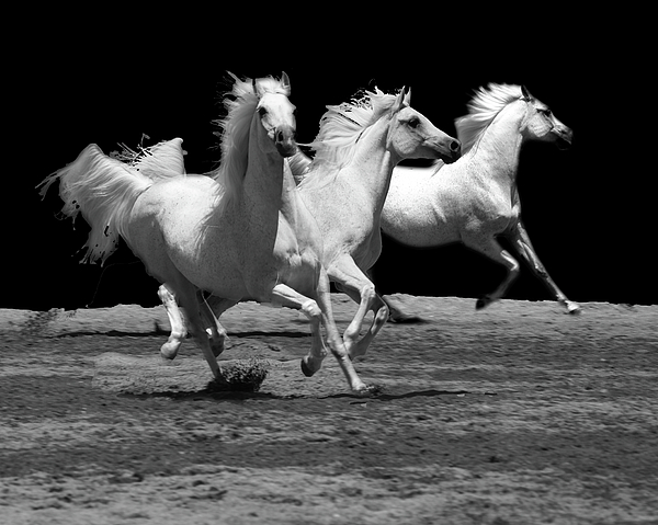 Michael Riley - Three Horses Galloping in Black and white