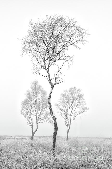 https://images.fineartamerica.com/images/artworkimages/medium/1/three-trees-richard-burdon.jpg