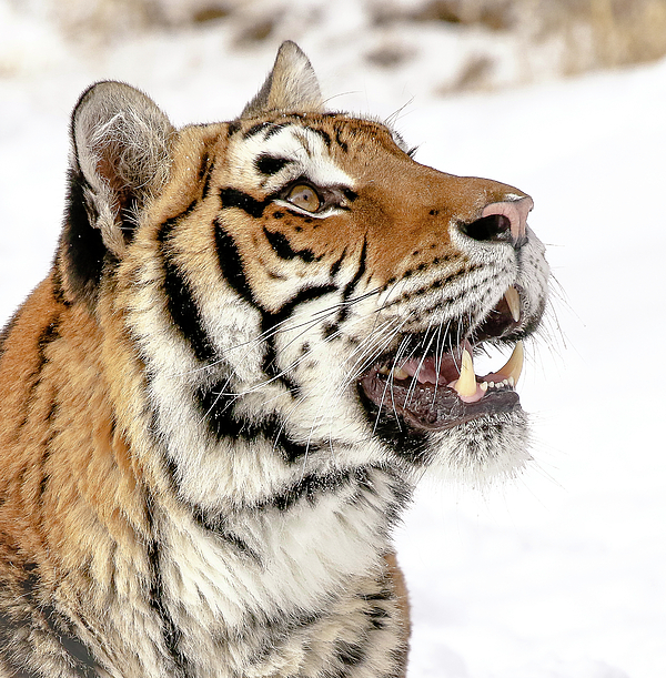 Tiger T-Shirt : Make a Difference!