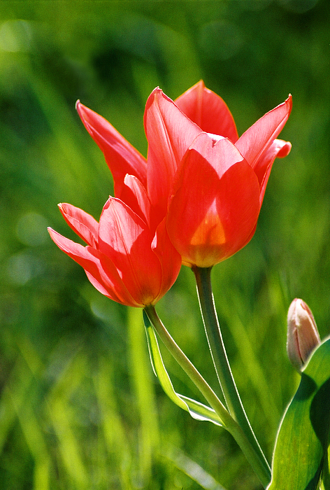 Steve Karol - Toronto tulip