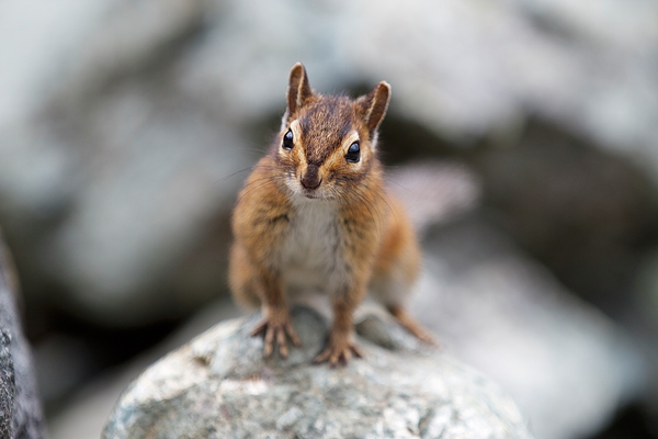 Wildlife Photographs