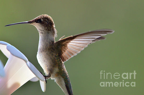 Debby Pueschel - Transparent Winged Hummingbird