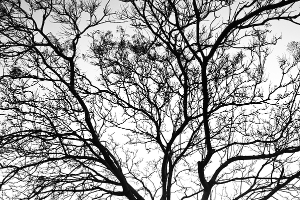 Tree Silhouette by Aaron Sheinbein