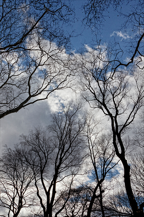 Trees And Clouds On A Winter Day 2 Photograph