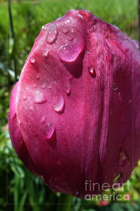 Jean Bernard Roussilhe - Tulip after the Rain