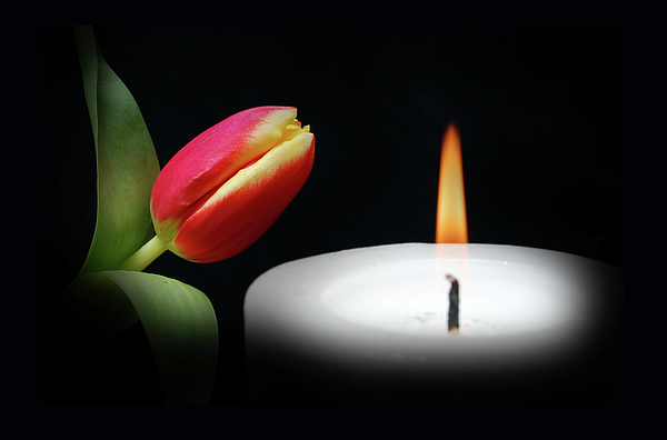 Terence Davis - Tulip In Candle Light.