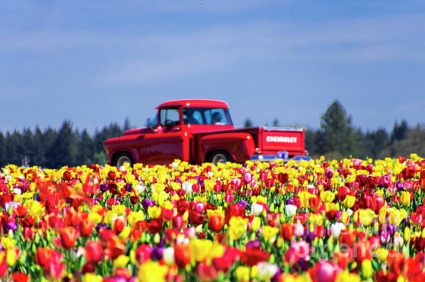 Louise Magno - Tulips and Red Chevy Truck