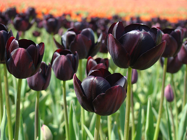 dark purple tulip bouquet