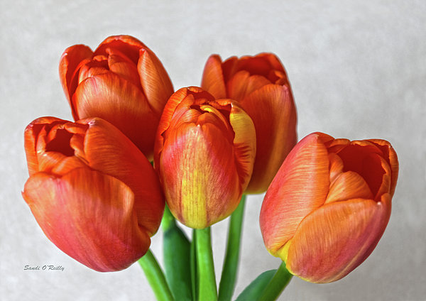 Sandi OReilly - Tulips Showing Off