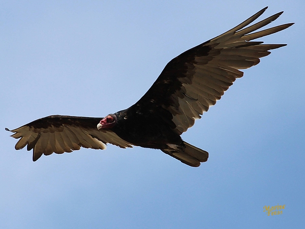 Turkey Vulture Soaring by Gary Canant