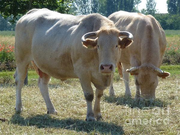 Jean Bernard Roussilhe - Two Cows
