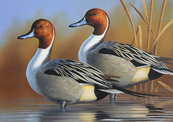 Guy Crittenden - Two Drake Pintails