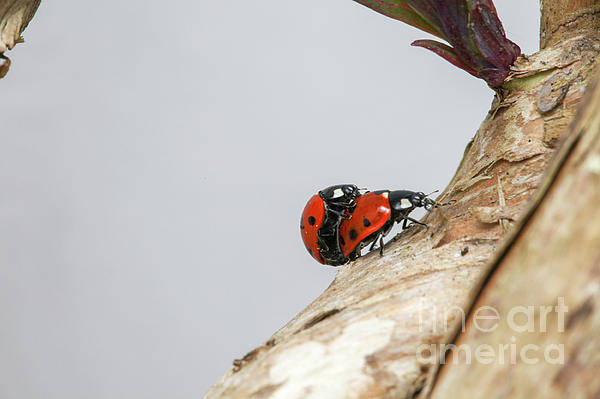 Patricia Hofmeester - Two ladybirds reproducing