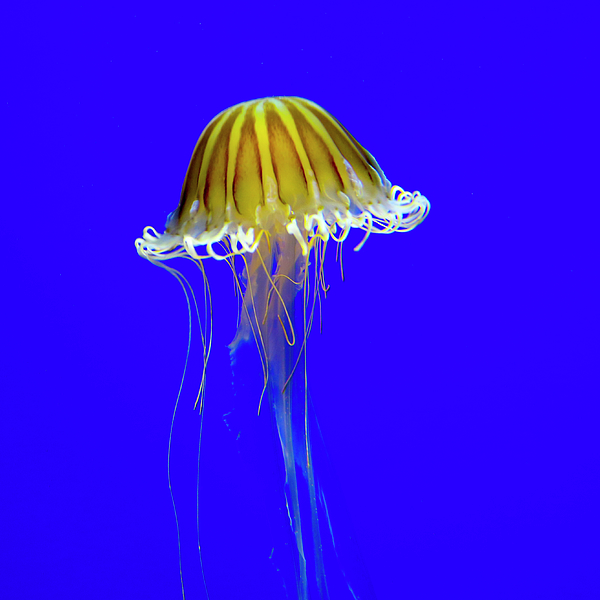 umbrella jellyfish animal