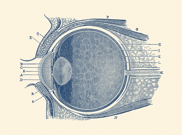 Unlabeled Eye Anatomy Diagram Drawing