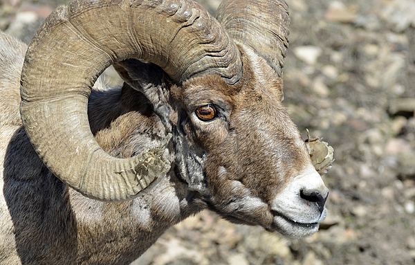 Up Close With A Battle-scarred Bighorn Ram by Bruce Gourley