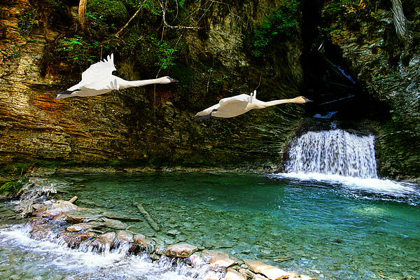 Bird Art