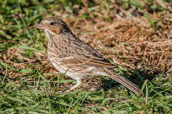 Morris Finkelstein - Vesper Sparrow on the Grass