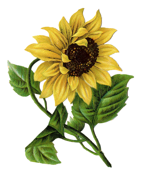 Kids sunflower coloring page pencil drawing Vector Image