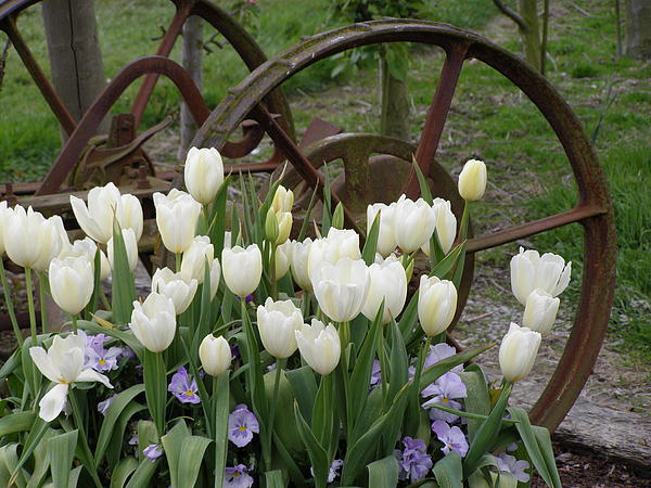 Louise Magno - Wagon Wheel Tulips