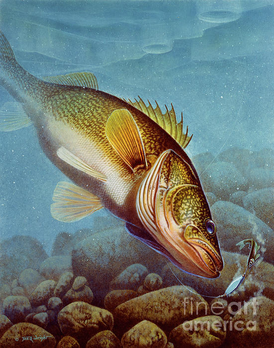 Walleye Icfishing Duvet Cover by Jon Wright - Pixels Merch