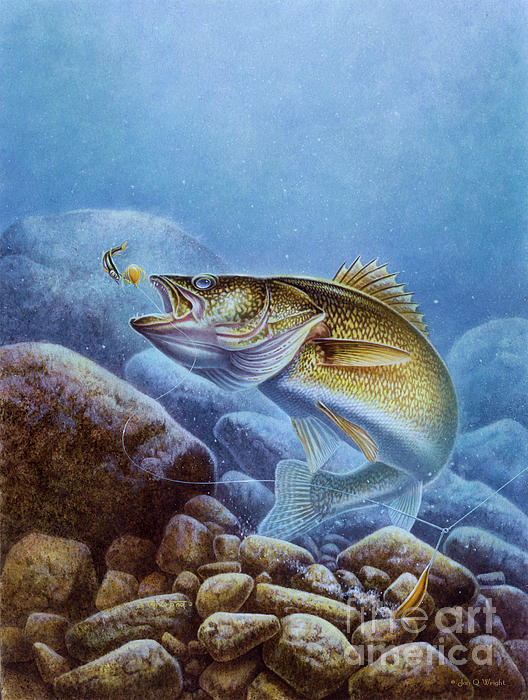 Walleye Spinnerbait Jigsaw Puzzle by Jon Wright - Pixels Puzzles