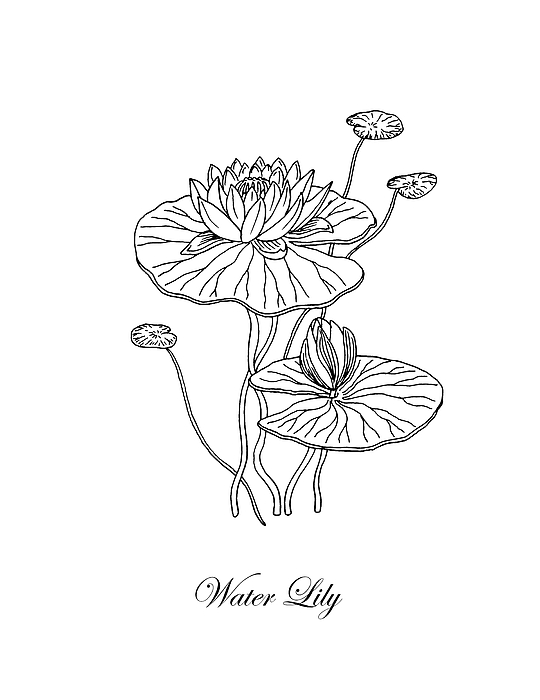 Hand drawn water lily with leaves. Botanical vector illustration of water  lily in doodle style. Black outline on a white background. 7766243 Vector  Art at Vecteezy