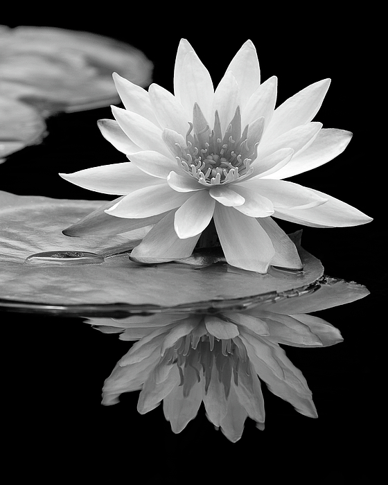Dawn Currie - Water Lily Reflections I